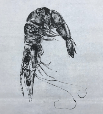 Screen Shot 2019-02-11 at 3.34.57 PM.png